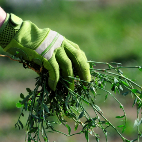 Weed Control