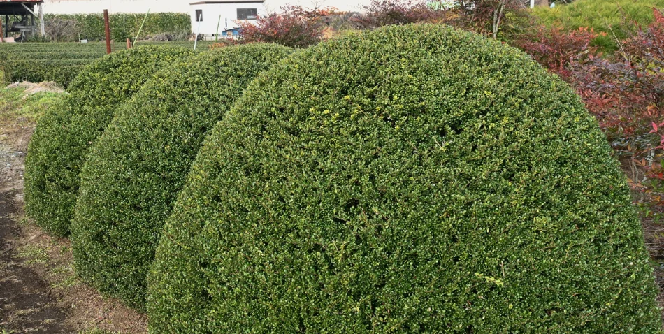 shrub img